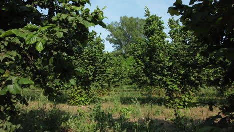 campo de cultivo orgánico de agricultura de avellanas en langhe, piamonte