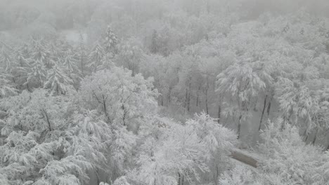 Snow-mist-covering-pine-woods-of-Elblag-Poland-countryside