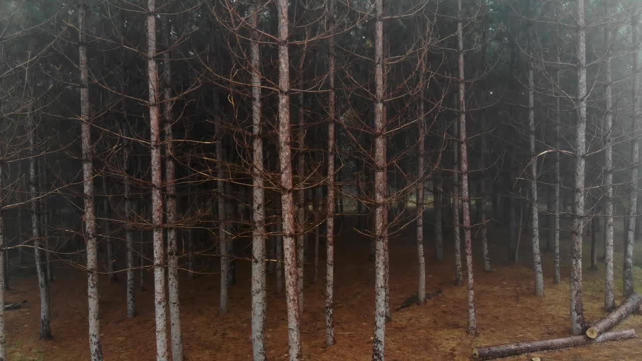 Creepy Foggy Forrest Panning Drone