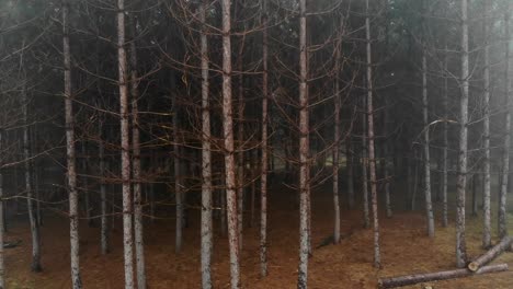 creepy foggy forrest panning drone