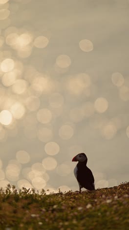 Vertical Puffin and Ocean at Sunset on the Coast, Vertical Atlantic Puffins Seabird Video for Social Media Instagram Reels and Tiktok on Skomer Island in Wales, UK Birds Wildlife and Nature
