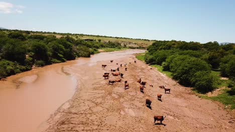 Luftaufnahme-über-Kühe-Oder-Rinder,-Die-Auf-Einem-Schlammigen-Cacadu-Fluss-In-Der-Bezirksgemeinde-Chris-Hani-In-Südafrika-Grasen