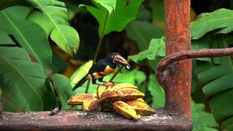 A-Collared-Toucan-eats-a-piece-of-banana-and-tosses-it-in-its-mouth,-Slow-motion