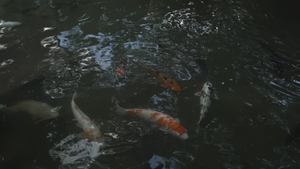 A slow motion shot of colourful Japanese Coy swimming in a pond in Japan