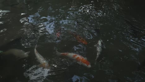 a slow motion shot of colourful japanese coy swimming in a pond in japan