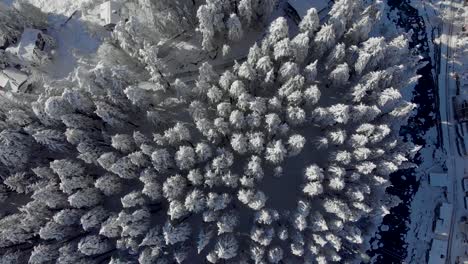 aerial top-down flyby shot of sunlight hitting huge pine tree covered with snowflakes after a heavy snowfall during the winters shot with a drone in 4k