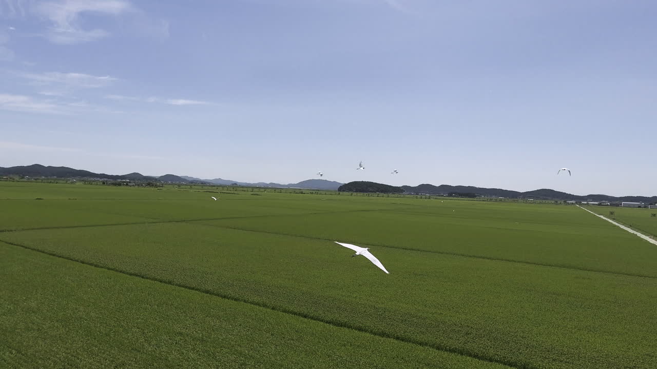 Rural landscape of rice farming area of Korea. White birds flying