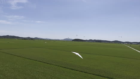 rural landscape of rice farming area of korea. white birds flying