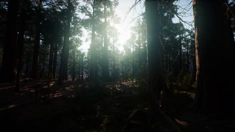 Sequoia-Nationalpark-Unter-Den-Nebelwolken