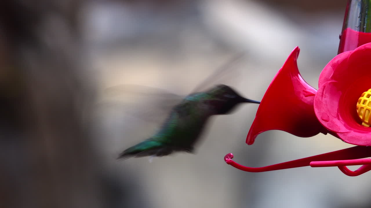 primer plano de colibrí en el alimentador