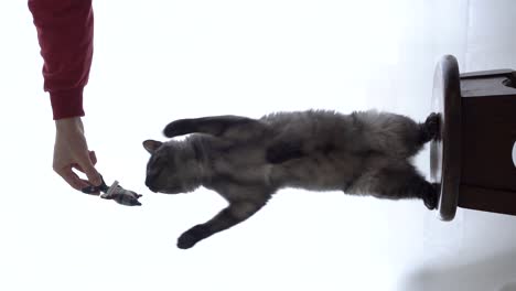 a gray and furry cat jumps on the chair to grab his toy, playing with owner