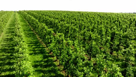 Volar-Sobre-Las-Copas-De-Los-árboles-De-Un-Huerto-Con-Manzanos