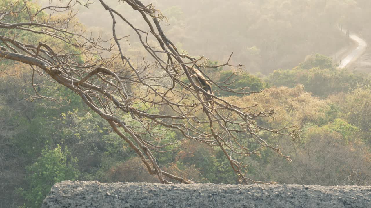 어린 원숭이가 녹색 잎으로 나무를 오르고 있다