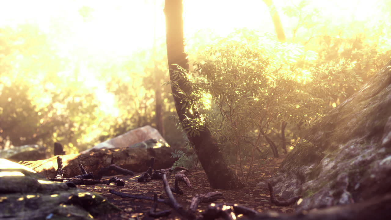 Warm golden rays illuminate a serene forest path in early morning light