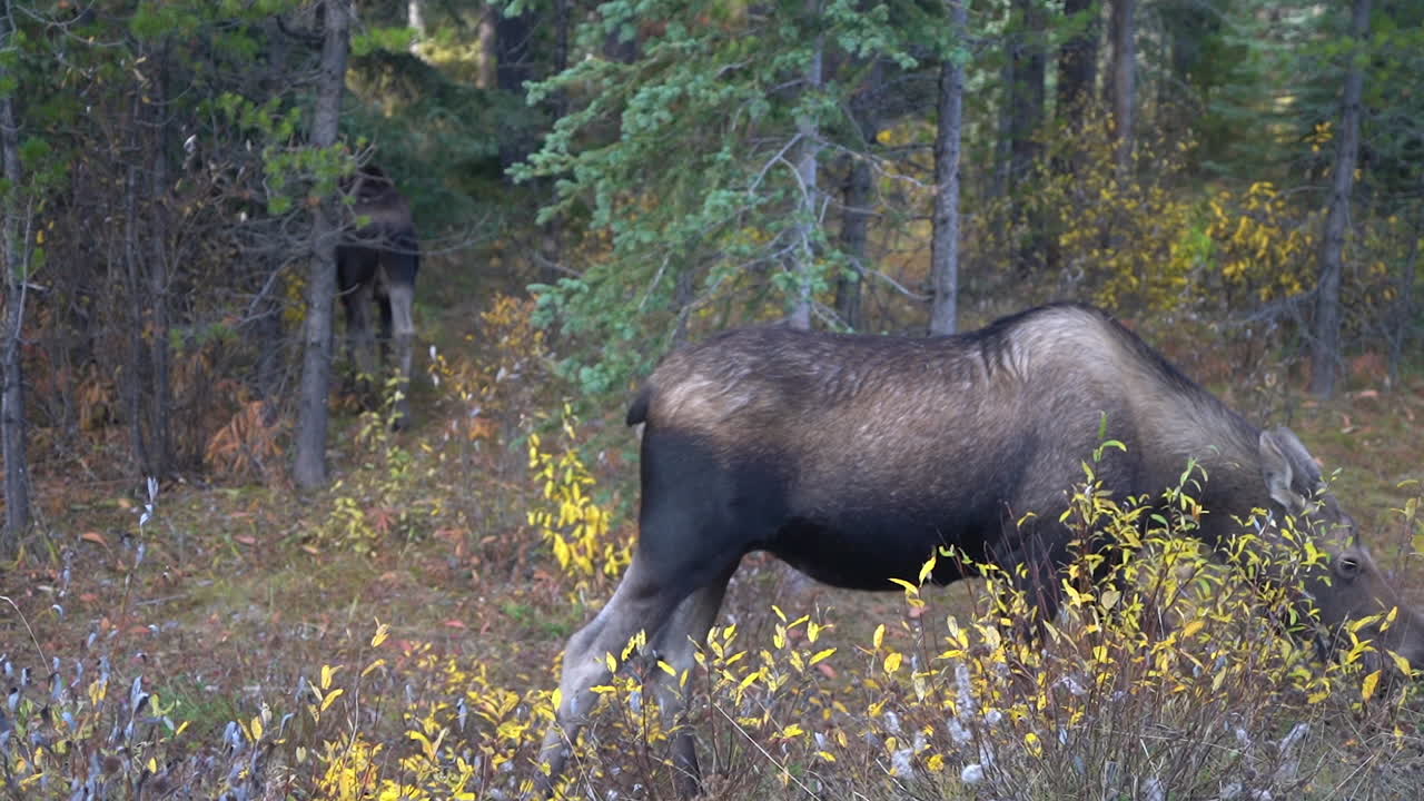 Moose Female Grazing in Wilderness of Jasper National Park, Alberta, Canada, Close Up, Full Frame, 60fps