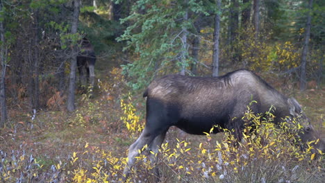 Elchweibchen,-Das-In-Der-Wildnis-Des-Jasper-Nationalparks-Weidet,-Alberta,-Kanada,-Nahaufnahme,-Vollbild,-60-Fps