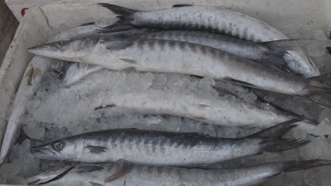 pescado fresco mantenido en una caja de nieve en una tienda minorista para su venta durante el día desde diferentes ángulos