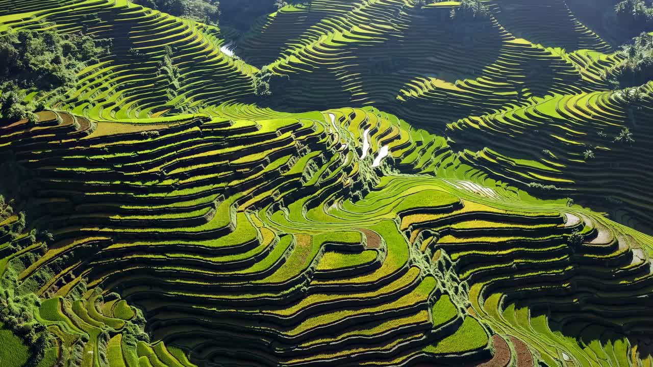 Aerial view of lush, green terraced rice fields in sunlight, showcasing nature's beauty