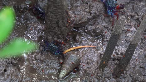 tree-climbing crabs foraging on the sediments around the mangrove roots with sea snail spotted on the muddy flats, close up shot capturing the marine creature during low tide period