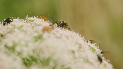 insects on a flower