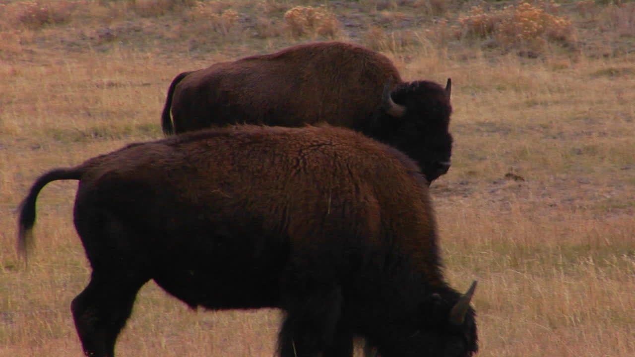 búfalos pastan en el parque nacional de yellowstone wyoming
