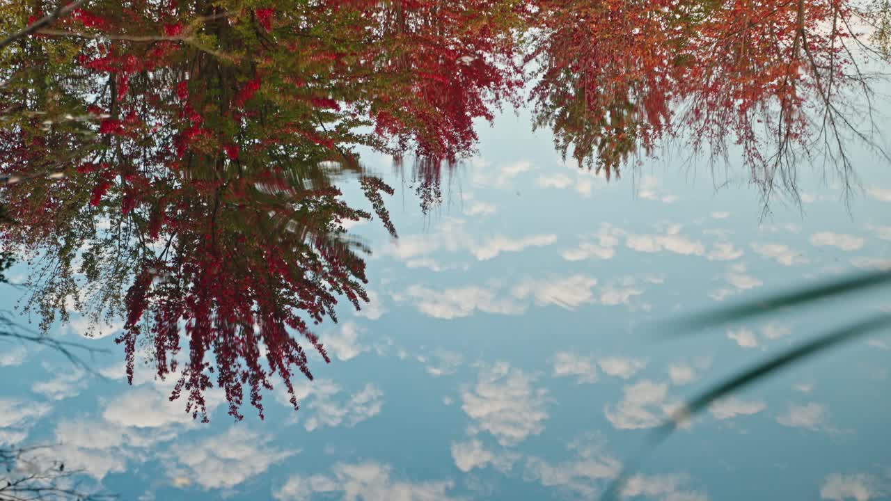 Autumn trees reflecting in a mirror-like pond under a clear sky, North America, Quebec, Montreal, Canada.