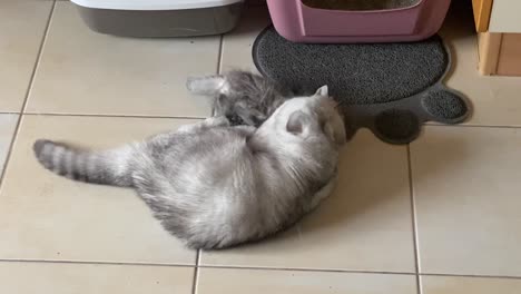 chinchillas gato doméstico persa gato jugando en tu casa