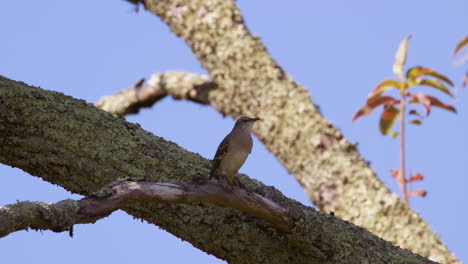 Northern-mockingbird-on-a-large-branch