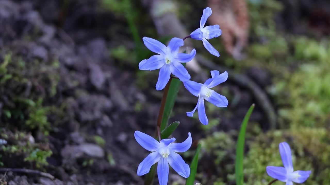 Common star hyacinth (Chionodoxa luciliae) in spring on a meadow moving in the wind at springtime.