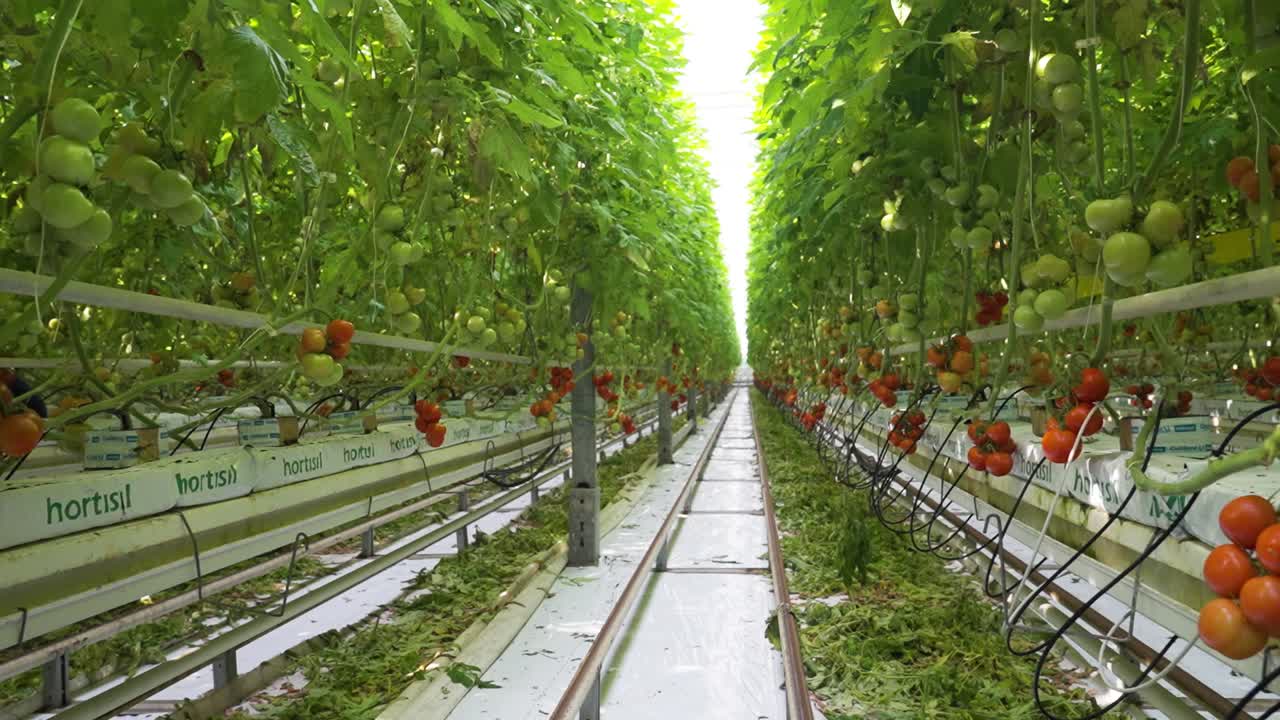 Tomato plants with harvested rows and vines in a greenhouse