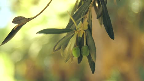 olives sur une branche cu