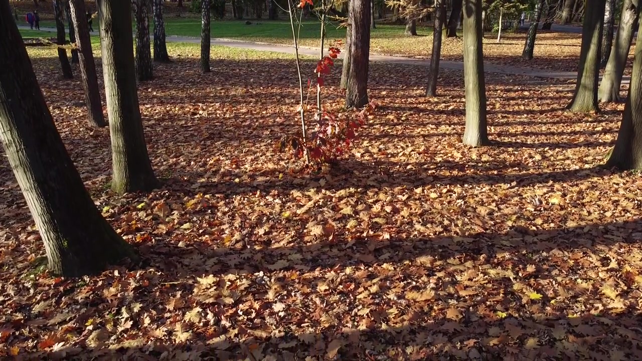 Foglie autunnali cadute nel parco