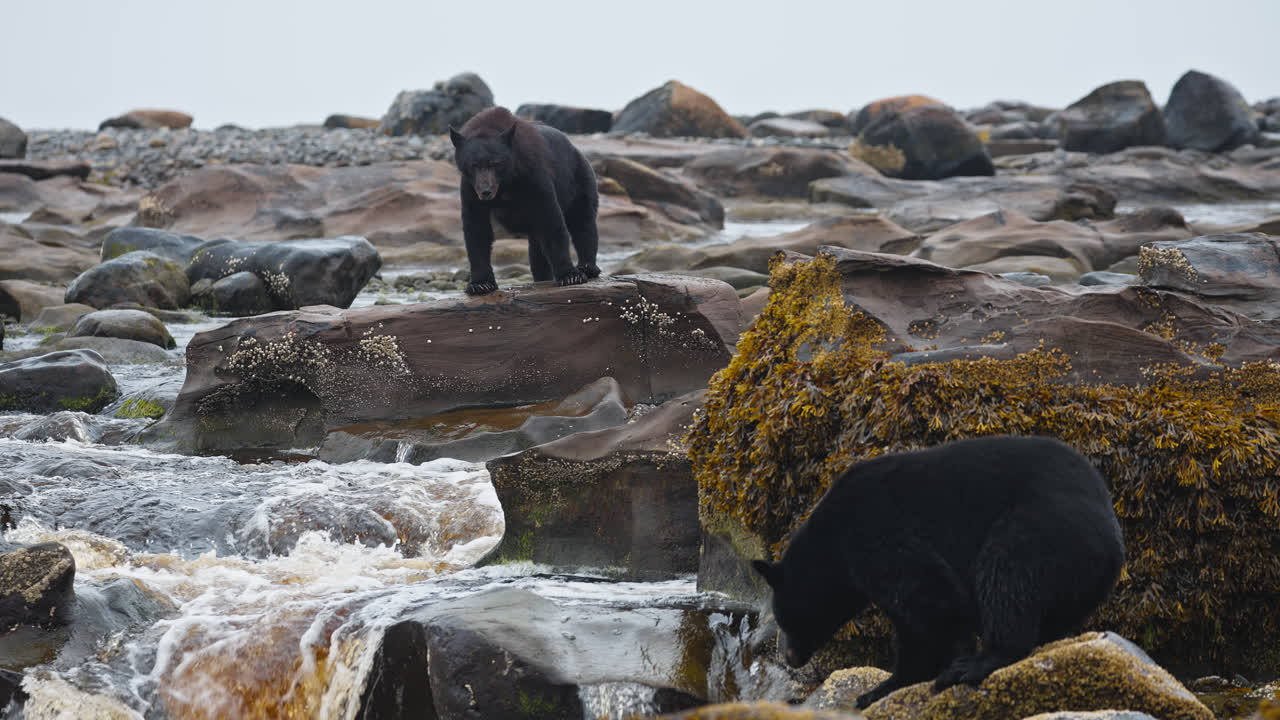 Sorte bjørne på stenet strand i slowmotion, Vancouver Island, Canada
