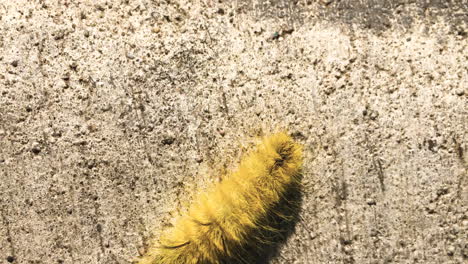 Yellow-Caterpillar-with-long-hairy-fur-crawls-across-the-earth
