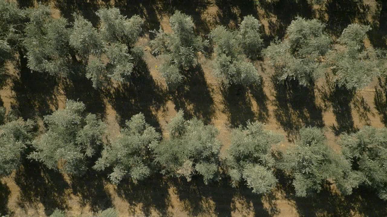 Top down aerial of olive plantation trees in middle east