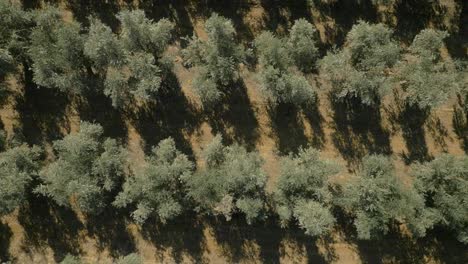 top down aerial of olive plantation trees in middle east