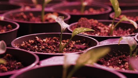 a close-up of thriving potted golden pothos plants under a pink grow light