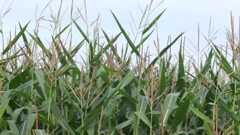 top stalks of green maize corn crop in field with pale blue sky behind