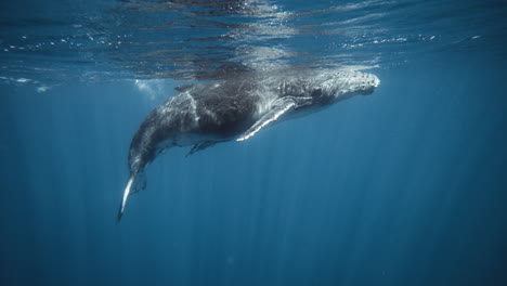 la ballena jorobada se eleva a la superficie usando la aleta de la aleta en cámara lenta, hermosos rayos de luz