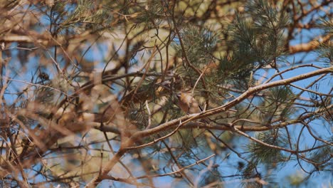 Pájaro-Pequeño-Pinzón-Encaramado-En-El-árbol-Vuela-Lejos,-Países-Bajos,-Amplia-Cámara-Lenta