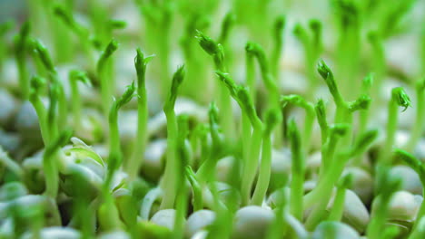 Micro-greens-pea-plant-sprouts-growing-time-lapse