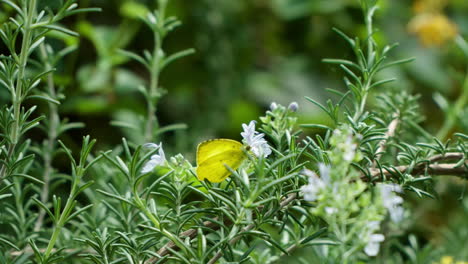 common grass yellow butterfly collects nectar from rosemary white flowers buds - eurema hecabe