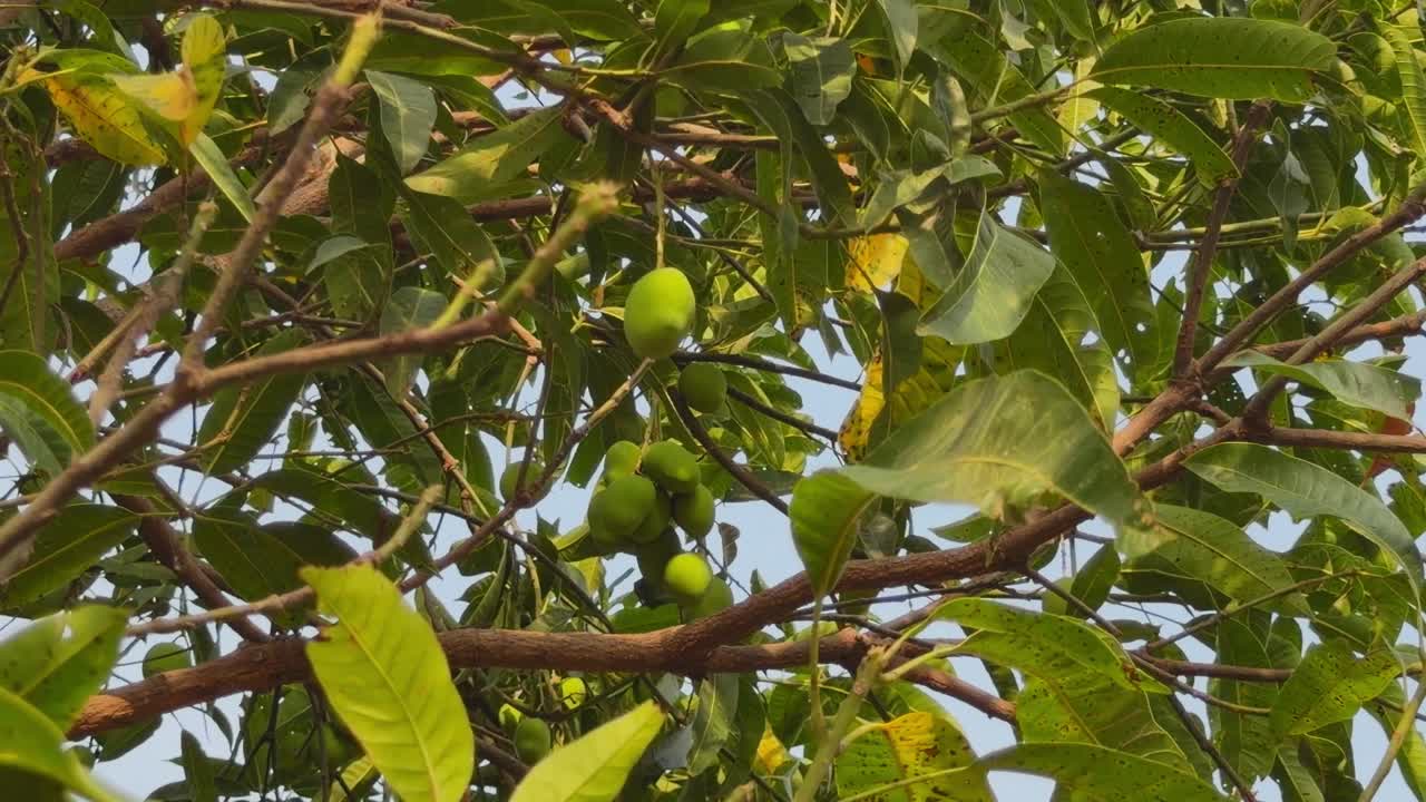 Inquadratura statica di un piccolo grappolo di manghi verdi acerbi appeso ai rami, con la luce del sole che filtra attraverso le foglie fitte, toni naturali caldi in una scena di frutteto tropicale all'aperto.