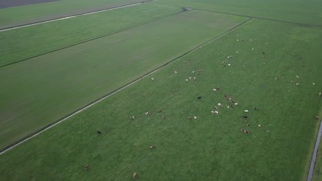 Drohnenaufnahme-Einer-Überführung-über-Das-Feld-Voller-Kühe-In-Den-Niederlanden