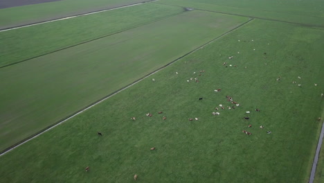 Tiro-De-Drone-De-Paso-Elevado-El-Campo-De-La-Granja-Lleno-De-Vacas-En-Los-Países-Bajos