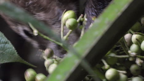 coatí comiendo bayas en la selva, de cerca