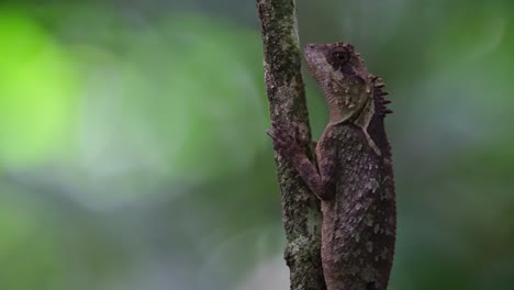 Eine-Nahaufnahme-Dieses-Individuums,-Das-Tief-Im-Wald-Gesehen-Wurde:-Schuppenbauch-Baumeidechse-Acanthosaura-Lepidogaster,-Thailand