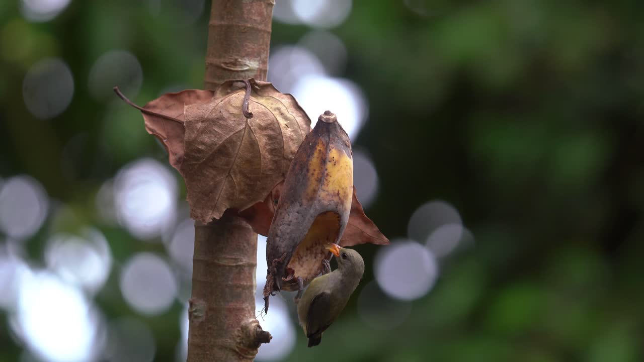 un uccello di picchio dal ventre arancione che mangia una banana matura