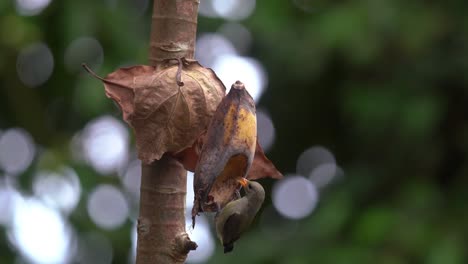 Ein-Orangefarbener-Blumenspechtvogel,-Der-Eine-Reife-Banane-Isst