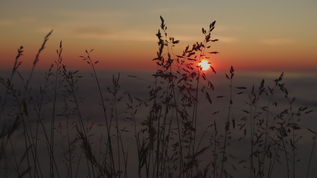 la hierba se balancea en el viento en cámara lenta al atardecer una noche de verano